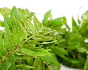 春天摘把它，让你一年有“榆”钱，舌尖感受“椿”天！