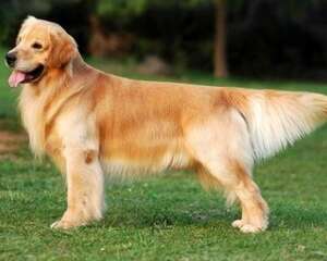 金毛犬怎么看纯不纯?纯种金毛有什么特征?