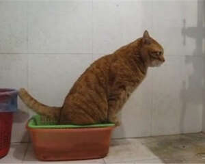 如何训练宠物猫咪使用厕所