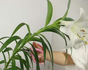 盆栽百合多久浇水一次