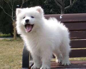 饲养萨摩耶幼犬的几大要点