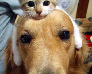 猫狗大PK谁更受喜爱