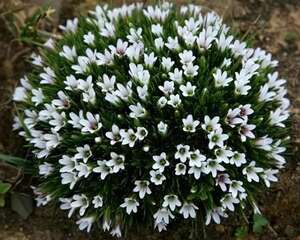 15种小众花，比长寿月季都好看，你能叫出名字吗？