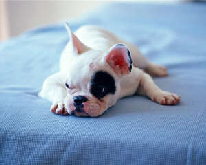 买狗窝垫需要注意哪些问题?