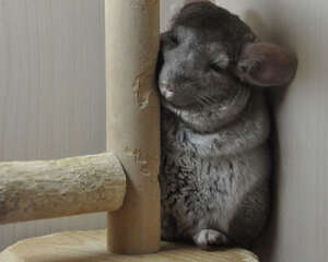 龙猫的笼子怎么放置好