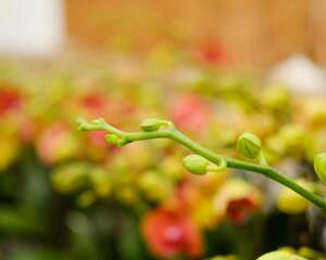 蝴蝶兰的养殖方法和注意事项