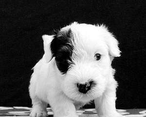 西里汉梗的护理知识