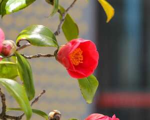 山茶花怎么养