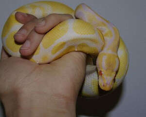 蟒蛇有哪些常见疾病