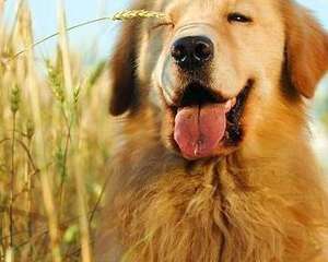 训练金毛犬学习站立的方法