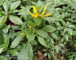 关于菊花的民间故事