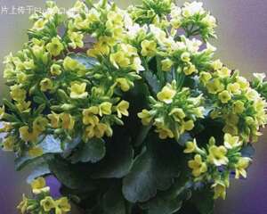 长寿花一年四季的管理方法