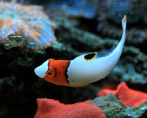 白鹦哥的喂食要点