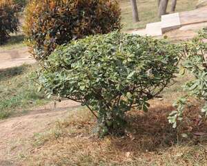 海桐的功效与作用