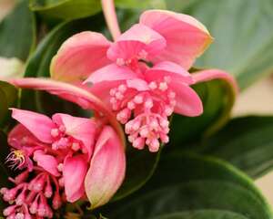 宝莲灯冬天如何养护