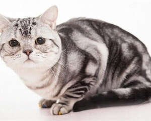 如何为猫咪感冒做好预防工作