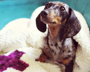 【测试】浴巾测试狗狗智商