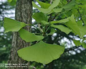 树叶也可以这么美