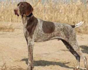 波音达犬聪明吗？波音达犬智商排名第几？