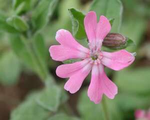 大蔓樱草怎么养