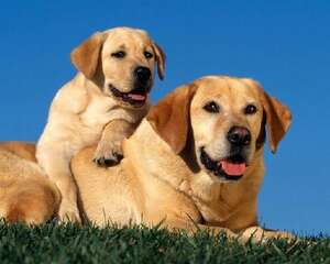 狗狗食物中毒的原因