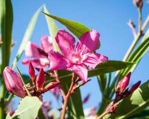 夹竹桃可以放室内养吗