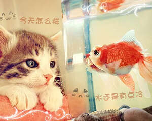 如何预防猫咪毛球症