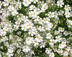 花语之满天星的婚礼