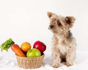 小狗吃撑了怎么办？