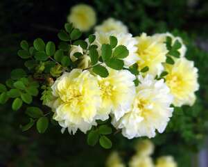 黄蔷薇花语
