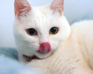 猫咪健康护眼鸡肉拌饭的做法