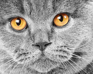 猫咪的眼睛——透视黑暗的能力
