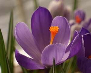 番红花怎么繁殖