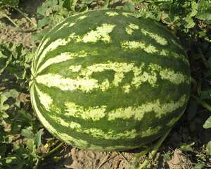 孕妇可以吃西瓜吗