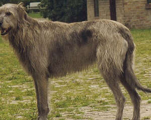 大型犬能托运吗