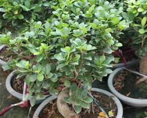 土培人参榕叶子发黄怎么办