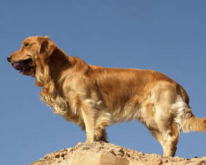 金毛犬为什么可以被选做导盲犬