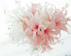 教您如何在家做浅盆插花