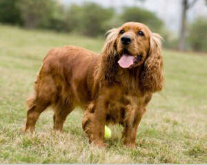 可卡犬智商是不是很聪明