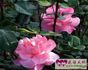 粉红蔷薇的花语：我要与你过一辈子