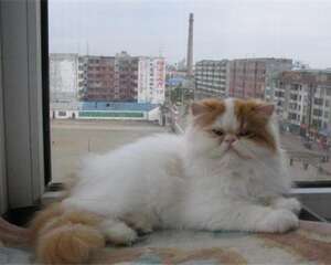 宠物猫肥胖的危害之如何减肥