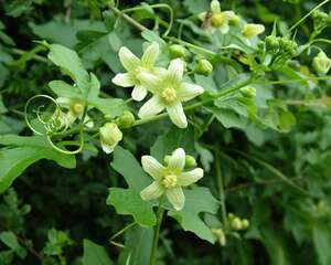葫芦泻根花语