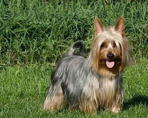 怎么样训练金毛幼犬