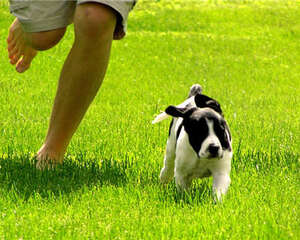 冬季适合带狗狗做的运动