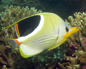 蝶鱼水质该如何维护