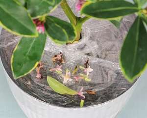 金边瑞香的施肥方法