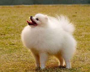 【测试】你是否真的会判断狗粮的好坏？