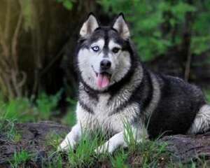 阿拉斯加冬天会不会掉毛？