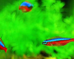 饲养宝莲灯鱼的环境要求