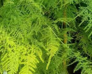 最适合冬天养的花，养一盆杀菌去异味，空气清新身体好！